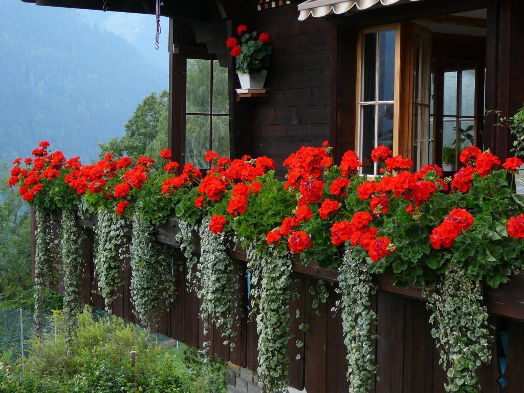 Chalet Acheregg Lägenhet Wengen Exteriör bild