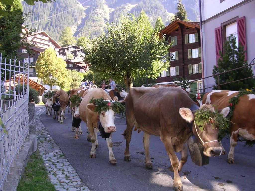 Chalet Acheregg Lägenhet Wengen Exteriör bild