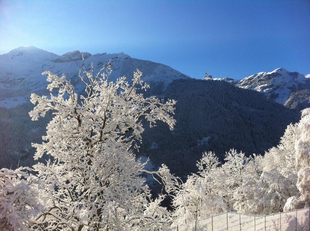 Chalet Acheregg Lägenhet Wengen Exteriör bild