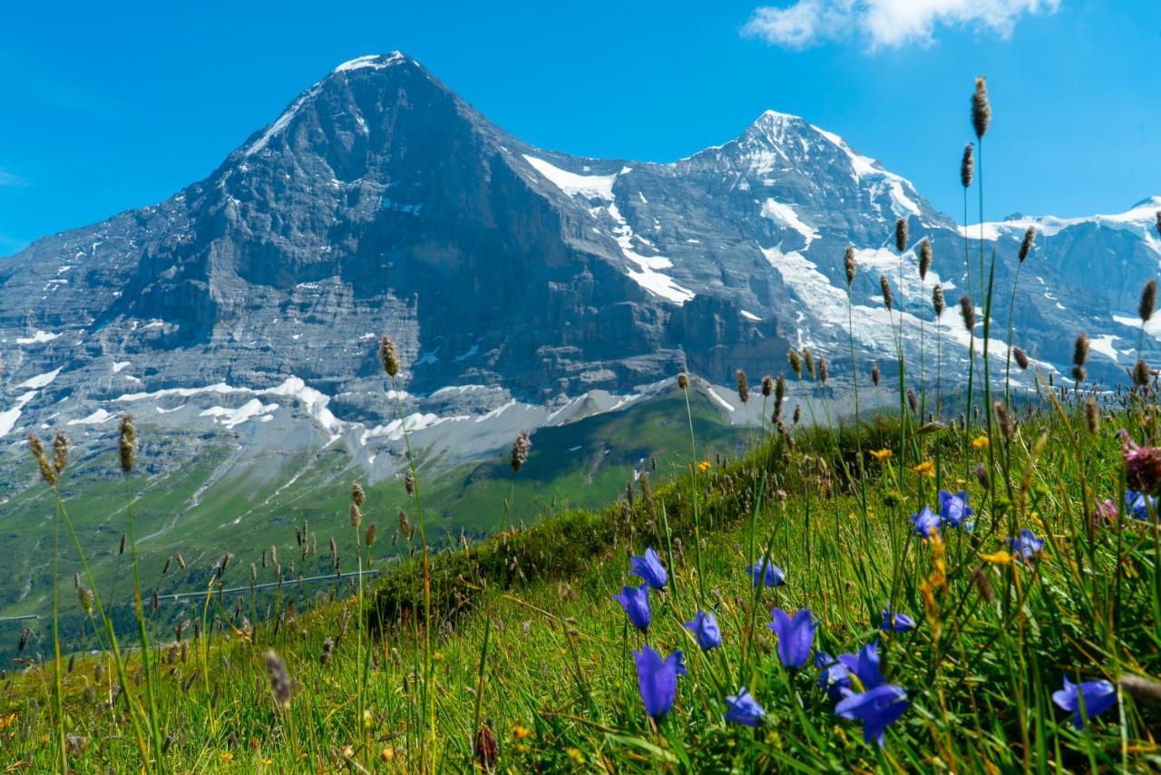 Chalet Acheregg Lägenhet Wengen Exteriör bild